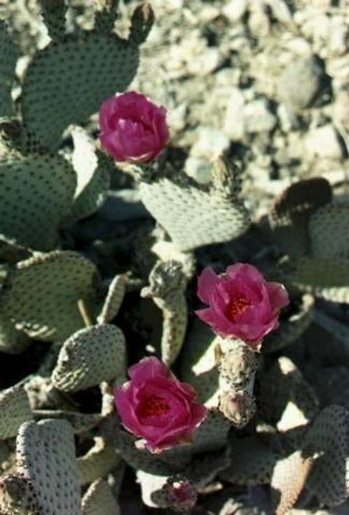 Beavertail Cactus in Bloom