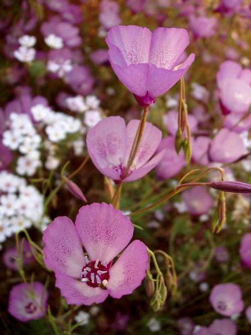 Clarkia Wildflowers (Farewell to Spring)