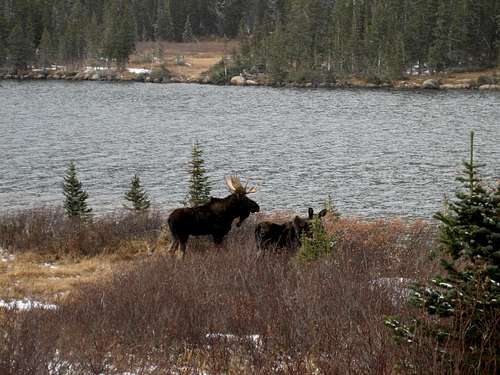 Bull moose & Lake