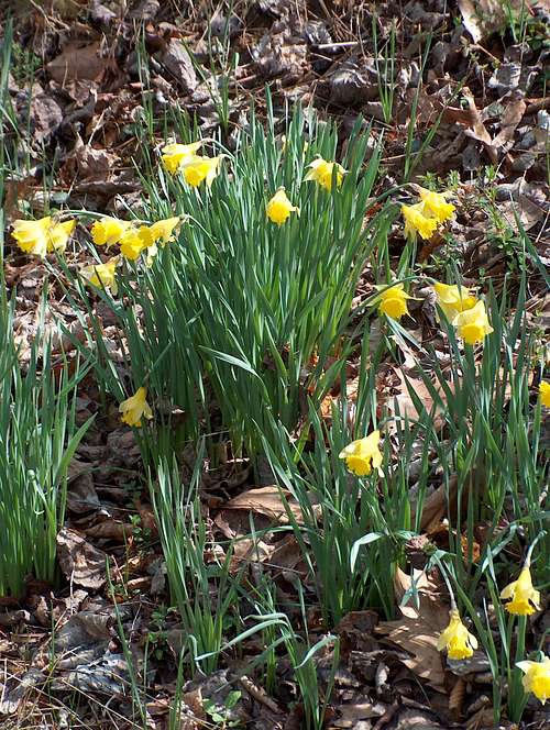 Daffodils!