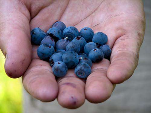 More Blueberries!