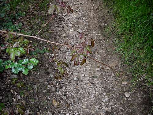 Poison Oak across Sunset Ridge Trail