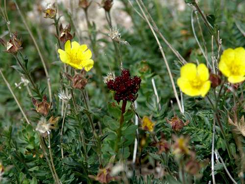 Flora on Mt. Evans Colorado