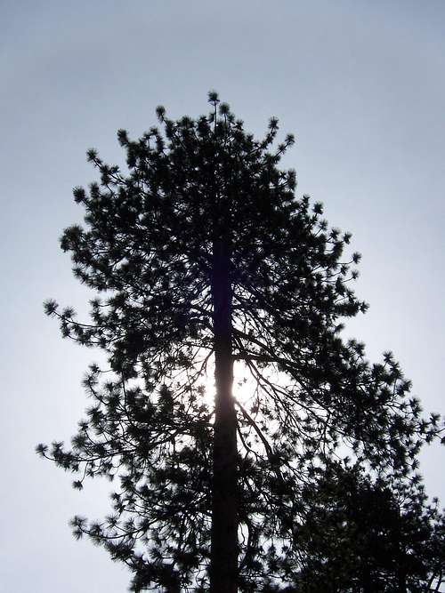 Pine blocking the sun.