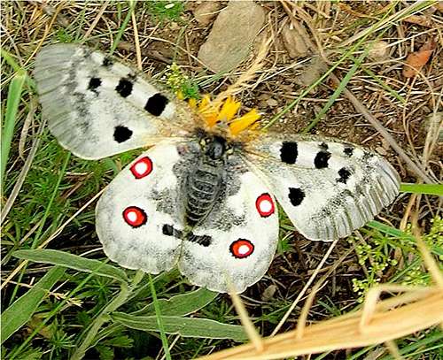  <b><i>Parnassius apollo</i> with a yellow crown