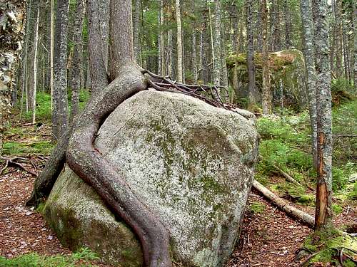 Tree and Boulder