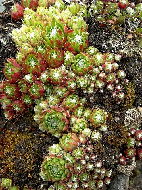 Alpine Houseleek <b><i>Sempervivum Alpinum</b></i>