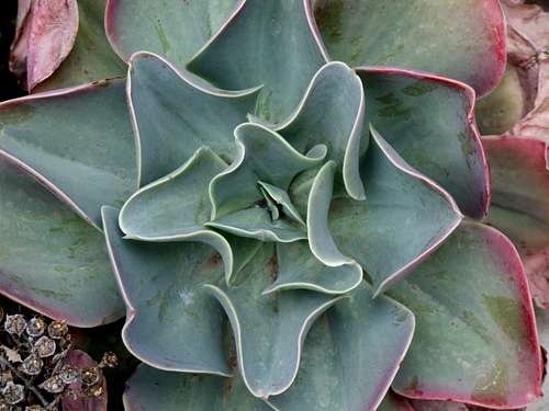 Cacti type plant