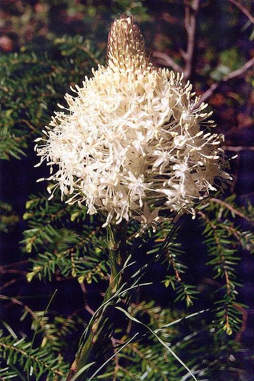 Bear Grass, Welcome Lakes Trail