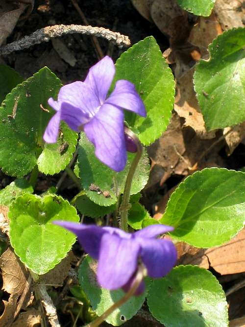 Viola - violet (Veilchen)