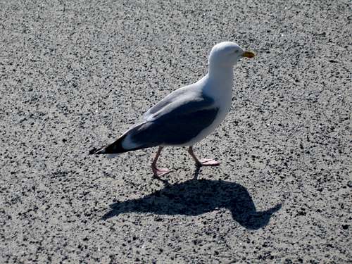 Sea gull at the beach