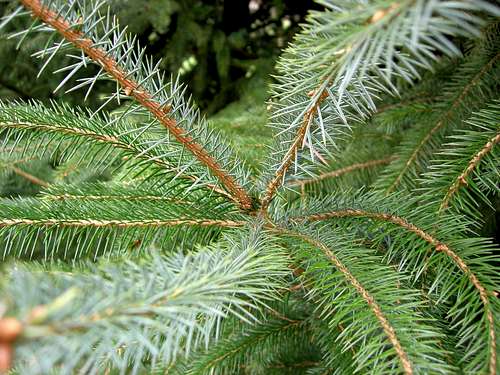 Blue Spruce <b><i>Picea pungens
