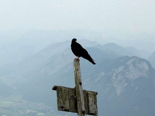 Alpine crow