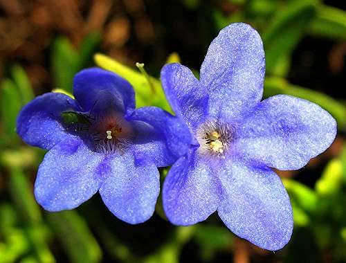 Heavenly Blue <b><i>Lithodora diffusa</i></b>
