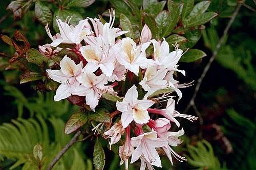 Western Azalea (Rhododendron occidentale)