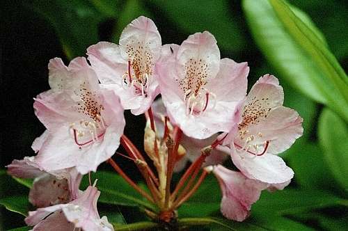 Pacific Rhododendron (Rododendron macrophyllum)