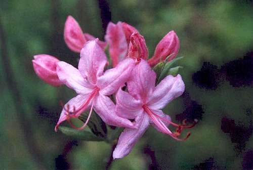 Rosebud Azalea (Rhododendron prinophyllum)