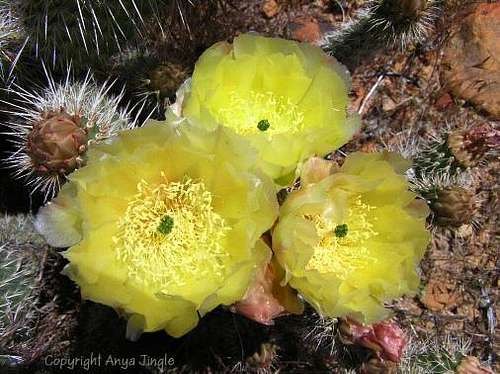 Mojave Prickly-Pear Blooms