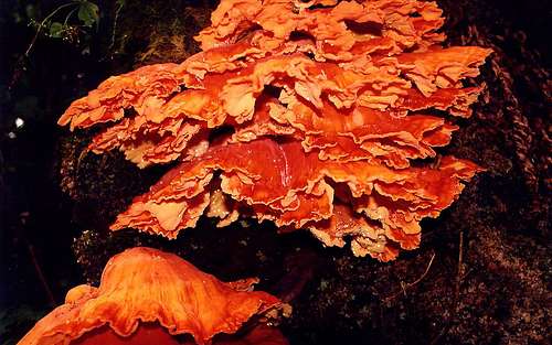 Mushroom on Hart Cove Trail.