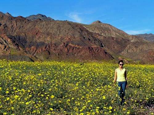 In Death Valley among Desert Gold