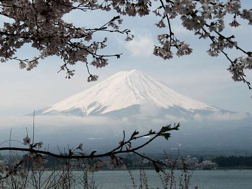 Mount Fuji seen from Kawaguchiko lake with cherry blossoms, 04/20/07