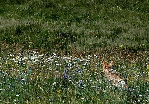 Coyote and Wildflowers