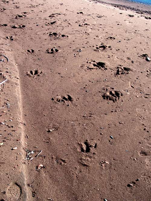 Moose Tracks