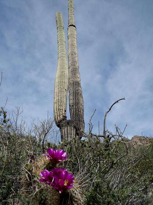 Saguaro and cactus bloom