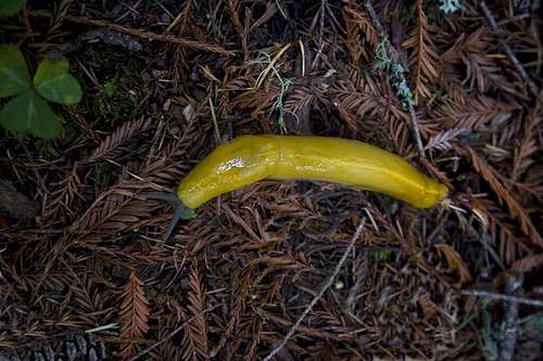 Banana Slug in Santa Cruz Mtns