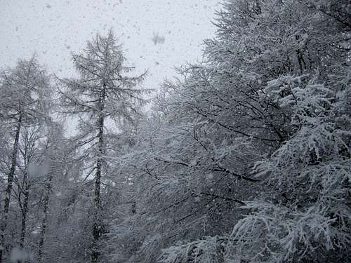 Snow fall in Long Wood