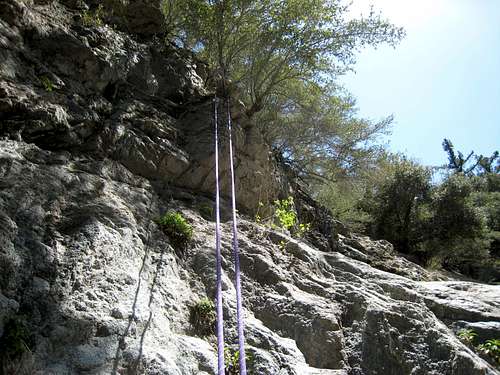 Small Tree Anchor in Colby Canyon