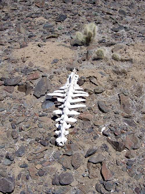 Cow Spine