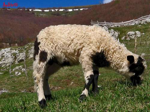 Lamb from Lukomir village