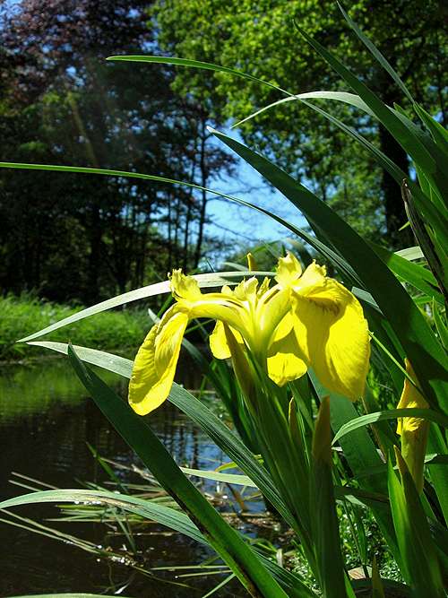 yellow flag iris <b><i>Iris pseudacorus</b></i>