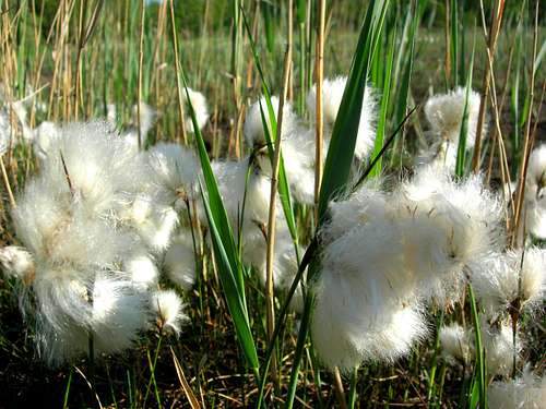 Cotton Grass <b><i>Eriophorum angustifolium</b></i>