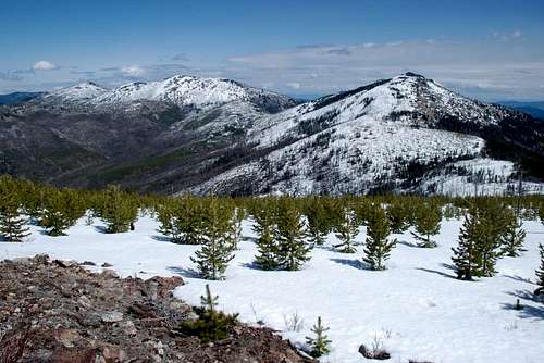 Sherman, Snow, & Bald