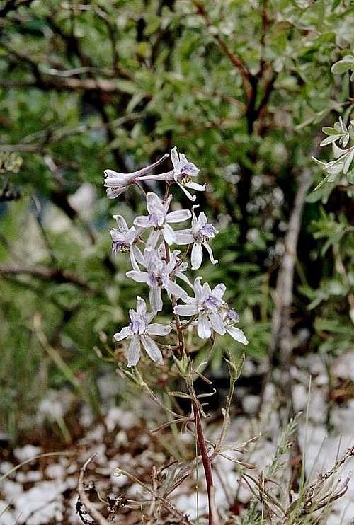 Upland Larkspur (Delphinium nuttallianum)
