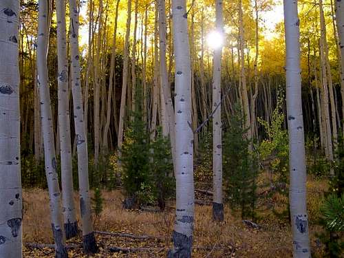 Fall in Colorado-my favorite...