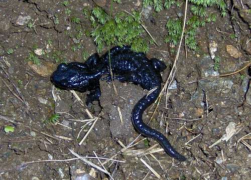 Alp-Salamander (salamandra atra)
