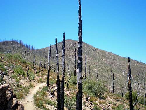 Easy Stroll Along the PCT