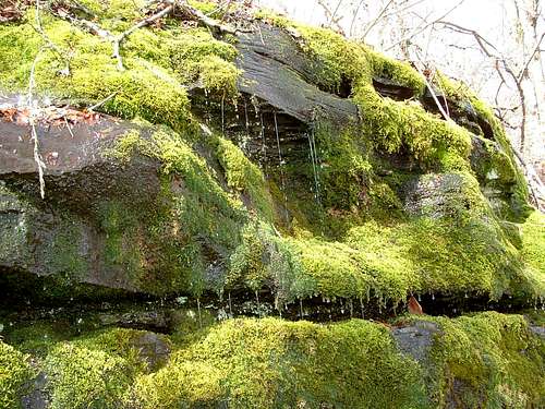 Wet Moss