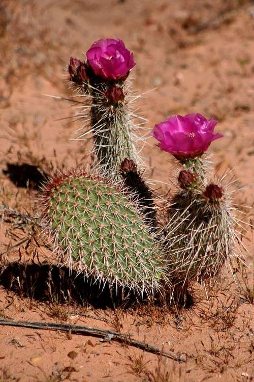Bloomin' Prickly Pear