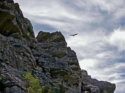 Turkey Vultures on Cliff Side