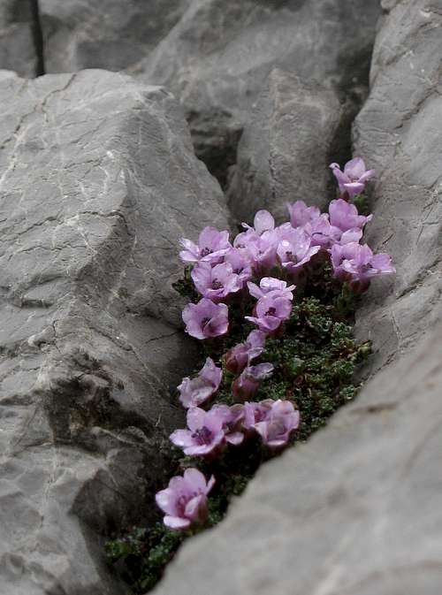 Flowers Just Below The Summit of Giewont