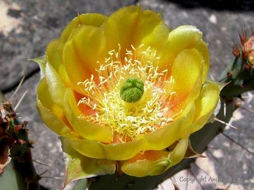 Prickly-Pear Bloom