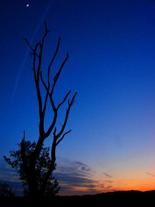 Dead Tree at Sunset in Harriman State Park