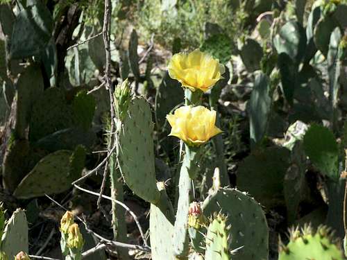 Cacti in Bloom