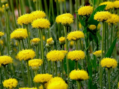 Yellow crowd