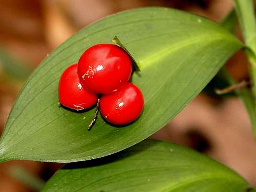 Red pearls