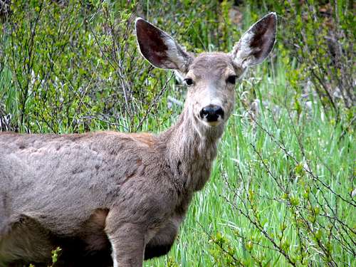 Mule Deer close-up
